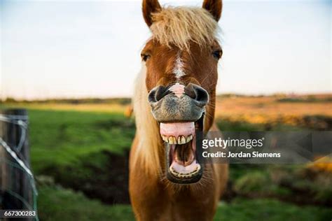 funny pics of horses|4,552 Funny Horses Stock Photos & High。